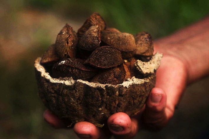 climatePartner Waldschutzprojekt 1114 Peru, nachhaltiger Anbau von Paranüssen. Weiterer Text über ots und www.presseportal.de/nr/64783 / Die Verwendung dieses Bildes ist für redaktionelle Zwecke honorarfrei. Veröffentlichung bitte unter Quellenangabe: