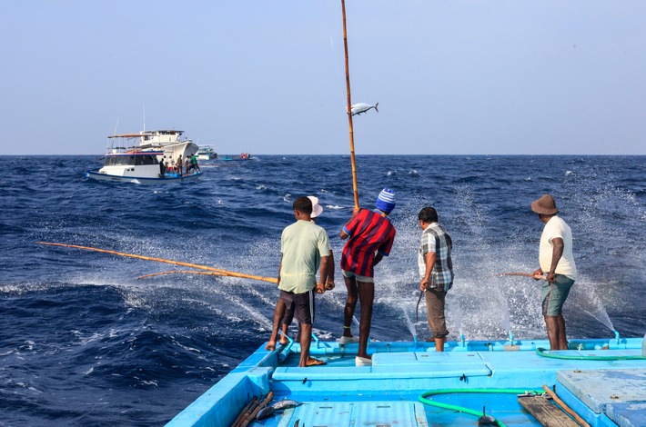 EDEKA-Verbund mit wegweisendem Schritt für deutschen Markt und Umwelt: Thunfisch nur noch mit Umwelt-Siegel - unabhängig vom Preis / EDEKA engagiert sich, unterstützt von WWF, seit über zehn Jahren für den Fischbezug aus verantwortungsvollen Quellen und fördert auch die nachhaltige Pole-and-Line-Fischerei (Fischerei mit Angelruten), wie hier auf Thunfisch. Weiterer Text über ots und www.presseportal.de/nr/51907 / Die Verwendung dieses Bildes ist für redaktionelle Zwecke honorarfrei. Veröffentlichung bitte unter Quellenangabe: