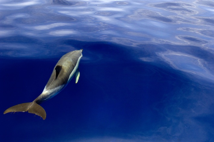 Delfine jagen rings um die Inseln im Atlantik nach Fisch. Nutzung des Bildes nur in Verbindung mit der Sendung inkl. Social Media / Weiterer Text über ots und www.presseportal.de/nr/6348 / Die Verwendung dieses Bildes ist für redaktionelle Zwecke honorarfrei. Veröffentlichung bitte unter Quellenangabe: