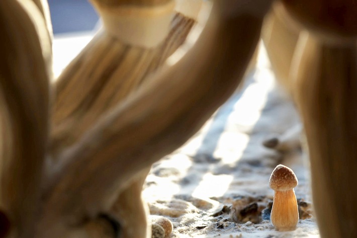 Die John Hopkins Universität forscht seit 1999 mit Psilocybin, dem Wirkstoff in magischen Pilzen. Nutzung des Bildes nur in Verbindung mit der Sendung / kein Social Media Weiterer Text über ots und www.presseportal.de/nr/6348 / Die Verwendung dieses Bildes ist für redaktionelle Zwecke honorarfrei. Veröffentlichung bitte unter Quellenangabe: