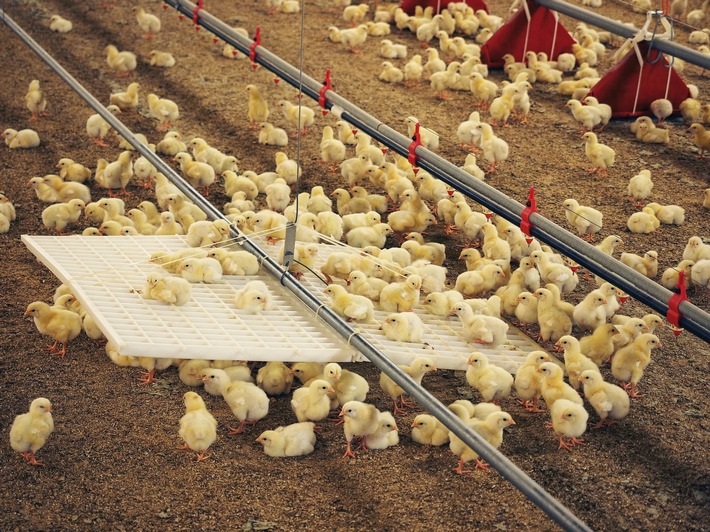 Gesunde Tiere. Schutzimpfungen halten Bestände gesund, wenn sie strategisch eingesetzt werden. Weiterer Text über ots und www.presseportal.de/nr/76750 / Die Verwendung dieses Bildes ist für redaktionelle Zwecke honorarfrei. Veröffentlichung bitte unter Quellenangabe: