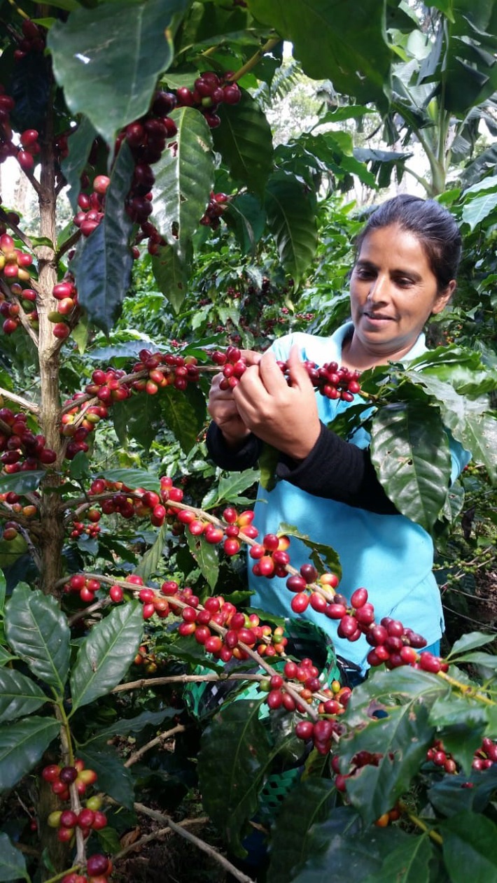 Aus Honduras zugeschaltet war Dolores Cruz Benitez. Als Koordinatorin des Röstkaffeeprojekts der Frauenkooperative APROLMA ging sie auf die Lage der Kaffee-Kleinbäuerinnen in der Corona-Krise ein. Weiterer Text über ots und www.presseportal.de/nr/43796 / Die Verwendung dieses Bildes ist für redaktionelle Zwecke honorarfrei. Veröffentlichung bitte unter Quellenangabe: