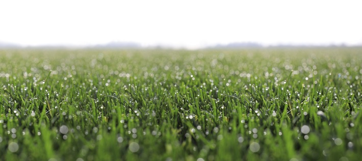 Schwab Rollrasen setzt seit jeher auf Qualität und Innovation. Weiterer Text über ots und www.presseportal.de/nr/144699 / Die Verwendung dieses Bildes ist für redaktionelle Zwecke honorarfrei. Veröffentlichung bitte unter Quellenangabe: