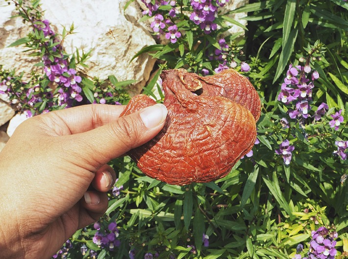 Reishivitalpilz (Ganoderma lucidum) - traditioneller Heilpilz zur Stärkung des Immunsystems / Weiterer Text über ots und www.presseportal.de/nr/136647 / Die Verwendung dieses Bildes ist für redaktionelle Zwecke honorarfrei. Veröffentlichung bitte unter Quellenangabe: